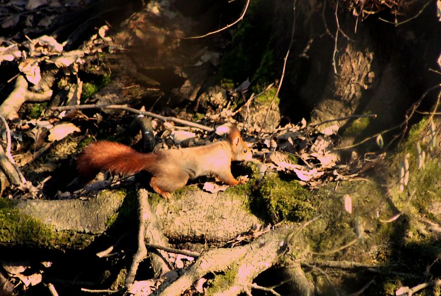 Scoiattolo rosso (Parco del Ticino) e grigio - Arluno (MI)